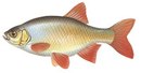 Aborino - иконка «рыбалка» в Электростале